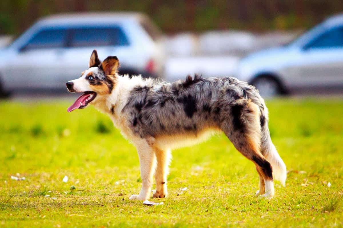 australian shepherd