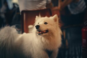 samoyed