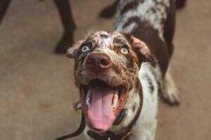 catahoula leopard dog