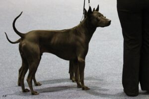 thai ridgeback