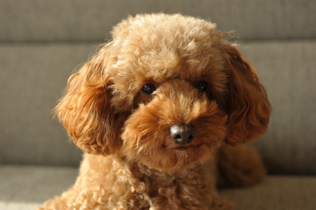 Toy Poodles: Ultimate Guide to a Beloved Mini Breed