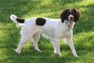 springer spaniel