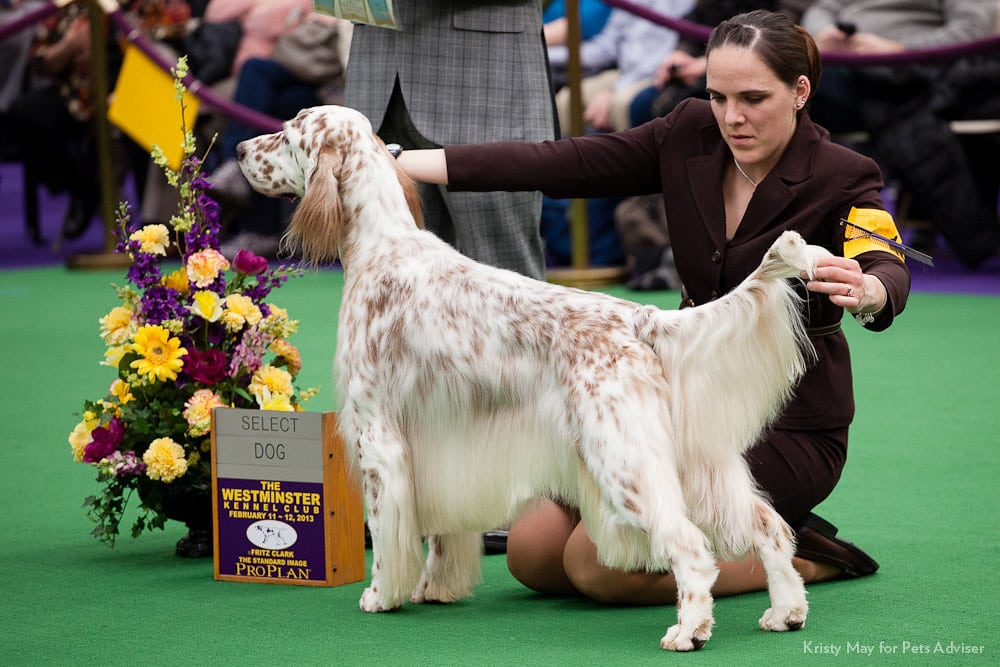 dog shows