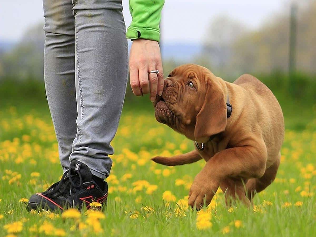 dogs attack their owners