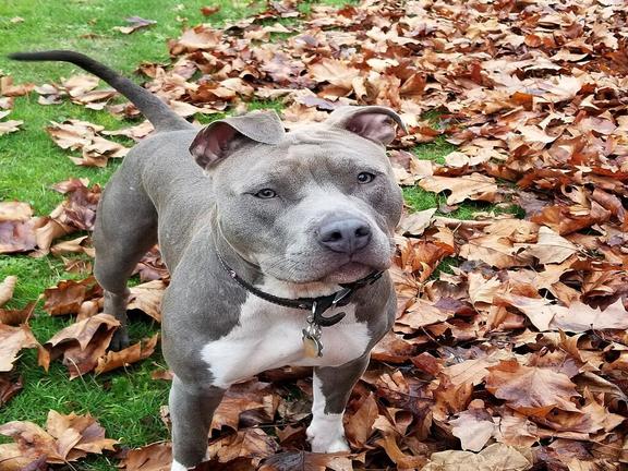 blue nose pitbull