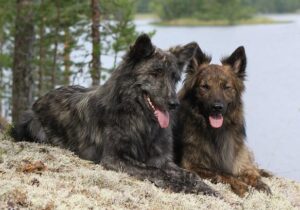 dutch shepherd