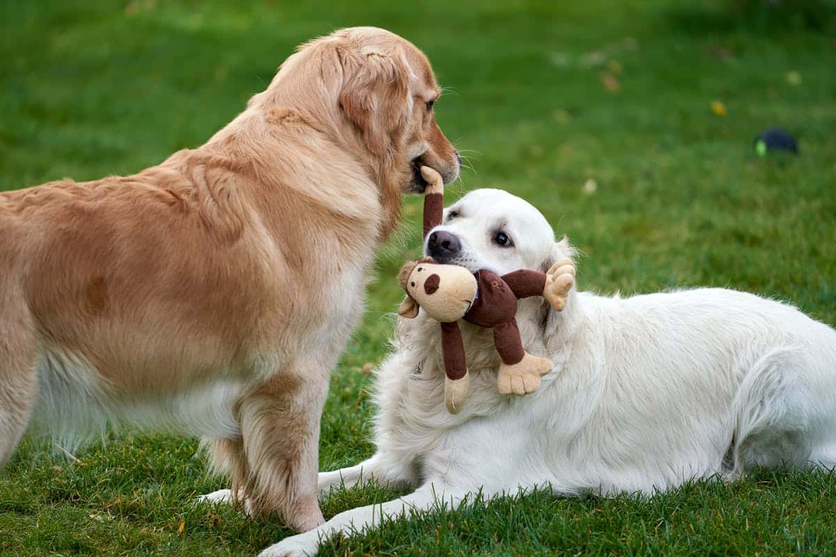 sniffer dogs