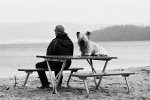 cairn terrier