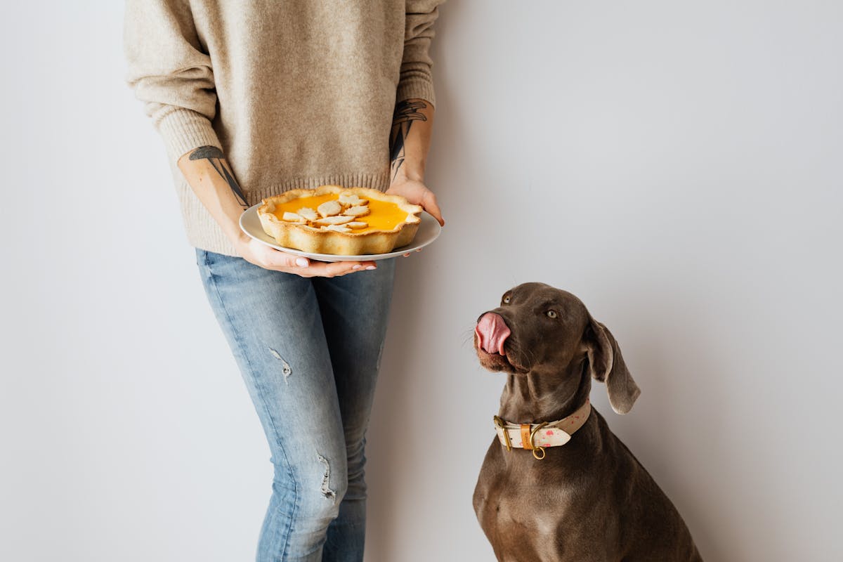 dog food pyramid