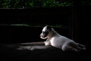 parson russell terrier