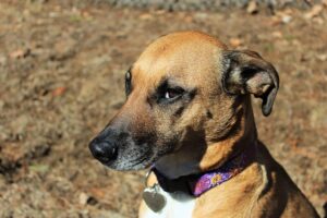 rhodesian ridgeback