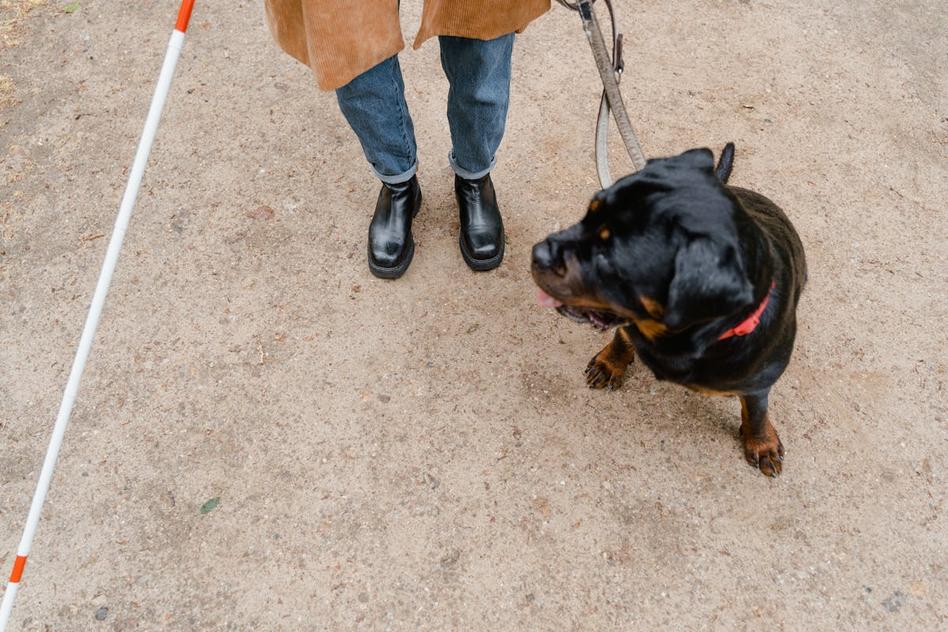 best service dogs