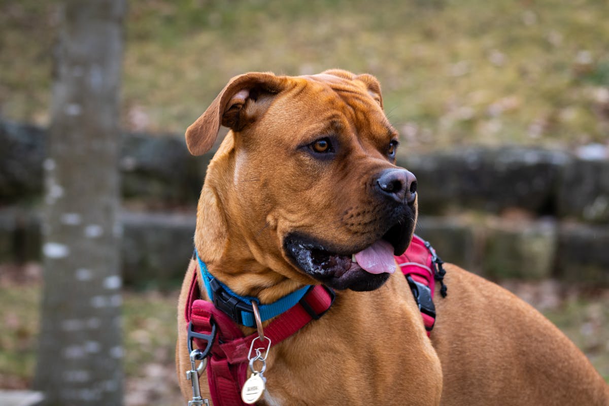 boxer dog breed