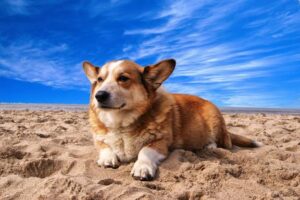 pembroke welsh corgi