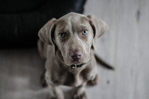 weimaraner 