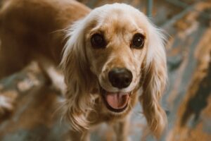 cocker spaniel