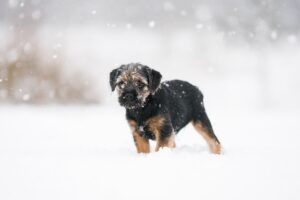 border terrier