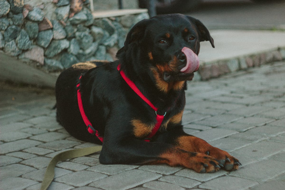 the rottweiler