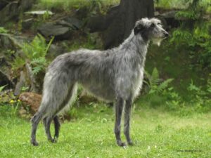 scottish deerhound