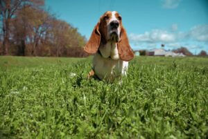 basset hounds