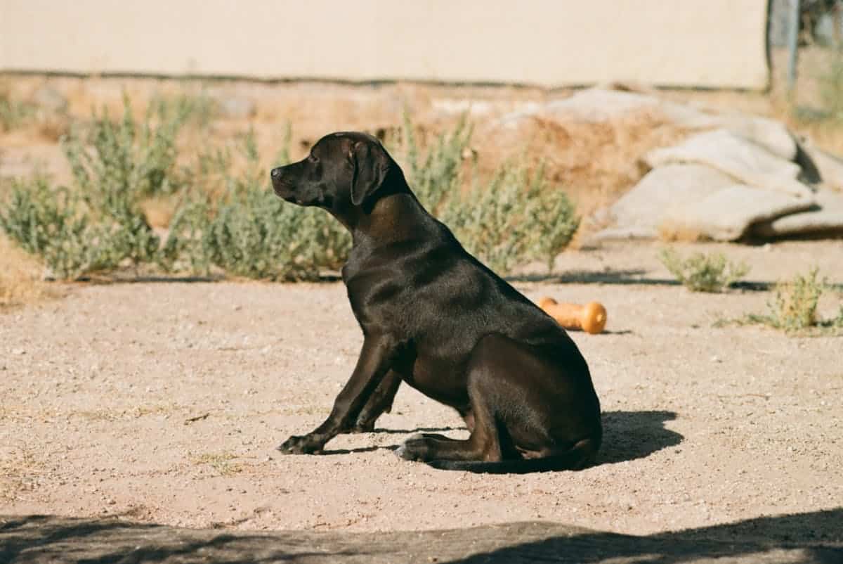 8 Simple Steps to Prevent Dog Obesity Starting Today