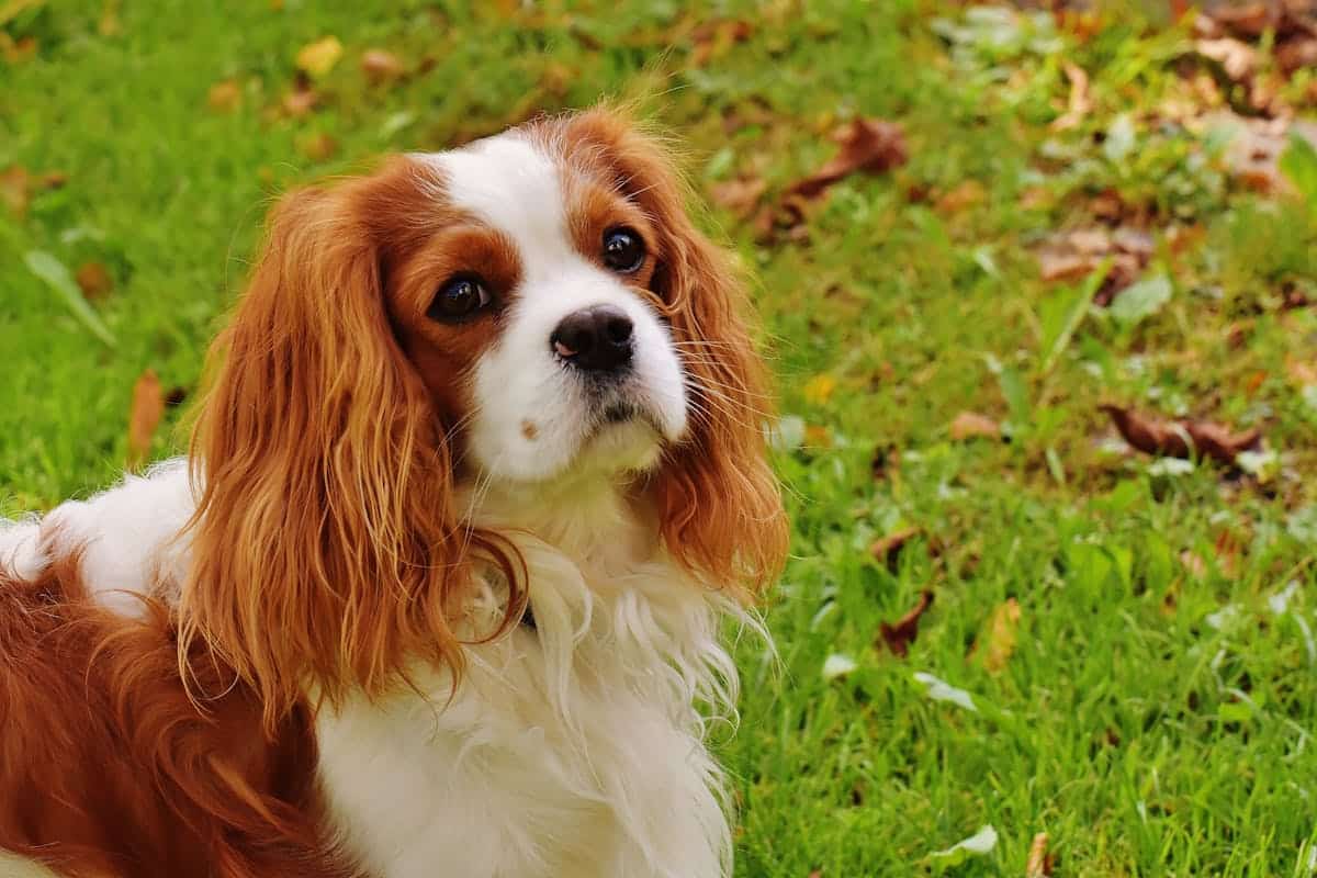 The Cavalier King Charles Spaniel: Care, Grooming and Temperament