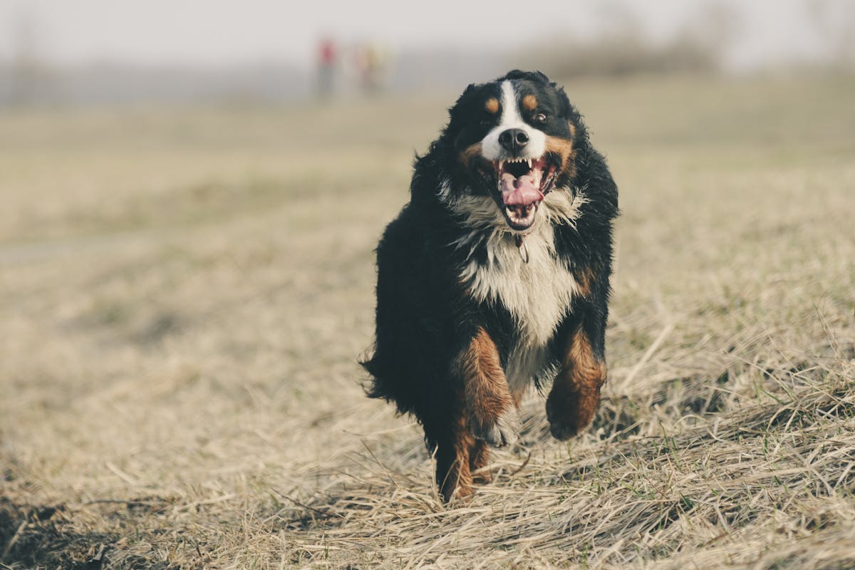 The Bernese Mountain Dog: Everything You Need to Know