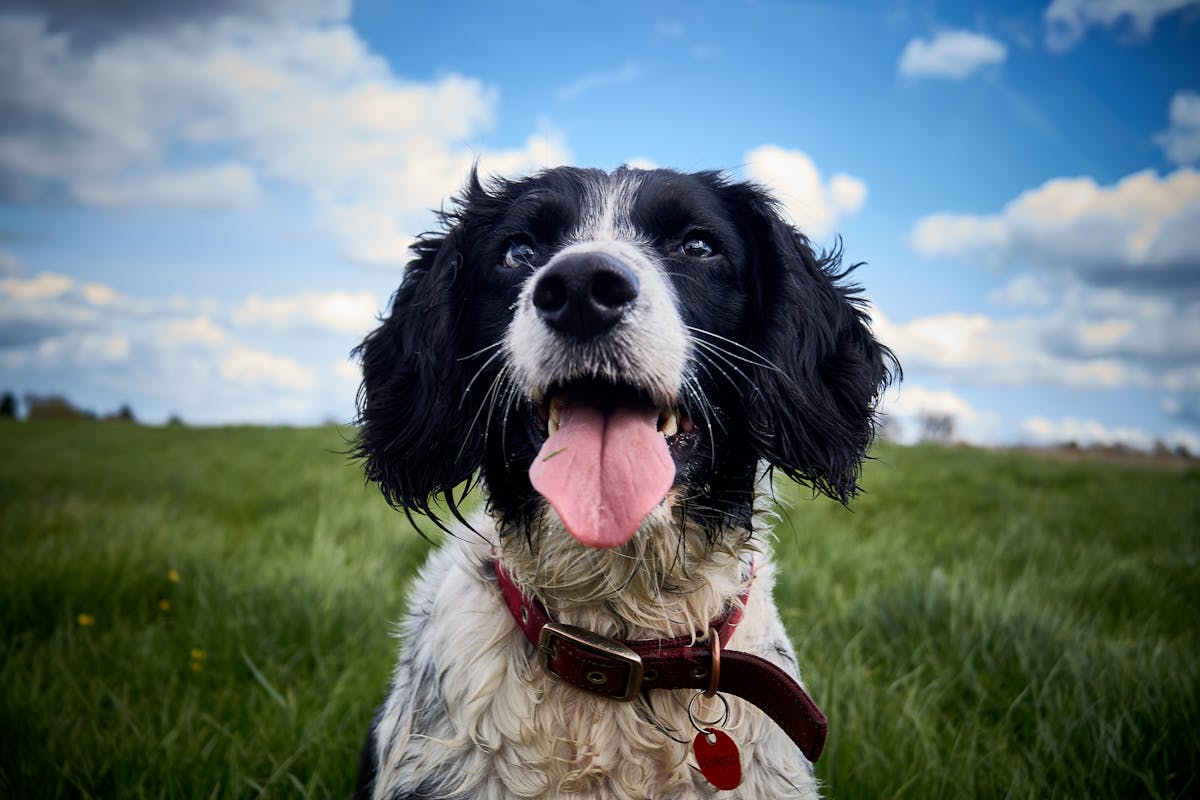 English Springer Spaniel: Everything You Need to Know About Owning This Breed