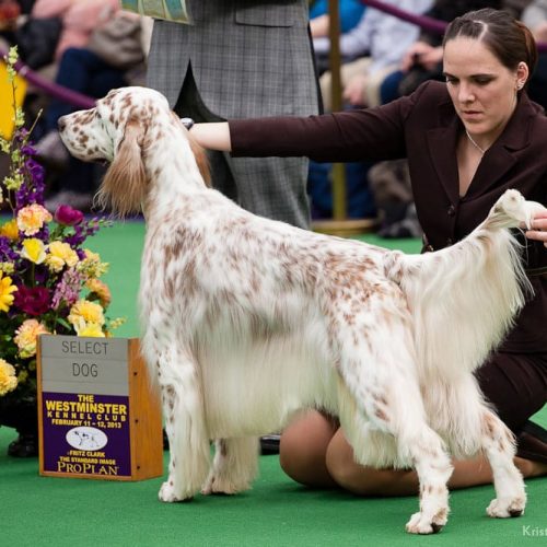 12 Best Dog Shows in the World, Ranked