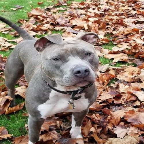 Blue Nose Pitbull: Price, Care, Temperament, and Complete Guide