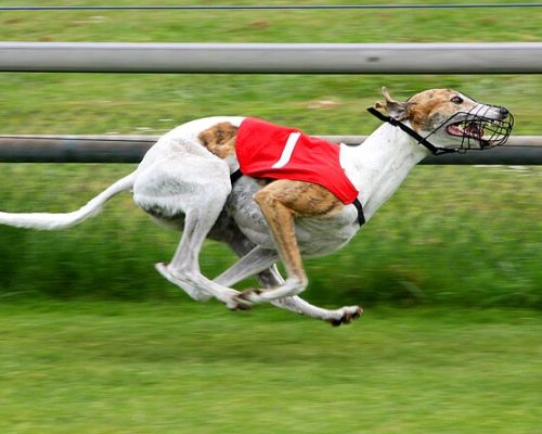 Greyhound Dog Breed: A Complete Guide