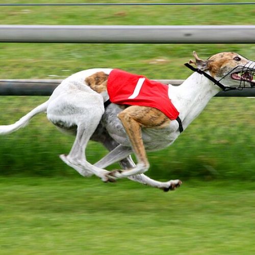 Greyhound Dog Breed: A Complete Guide