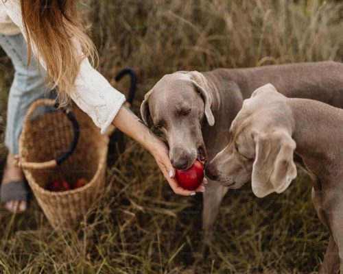 Is it safe for dogs to eat apples