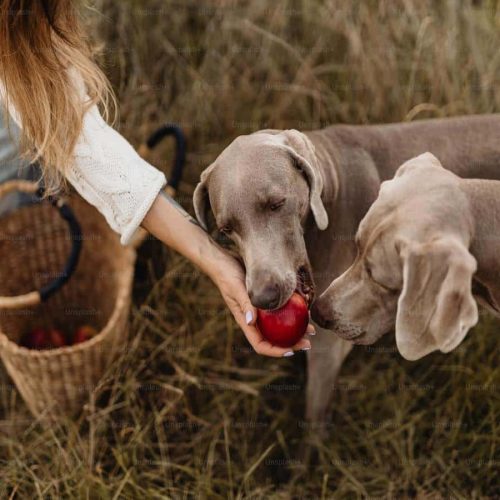 Is it safe for dogs to eat apples