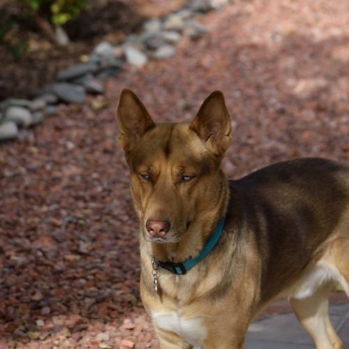 An Adorable german shepherd husky