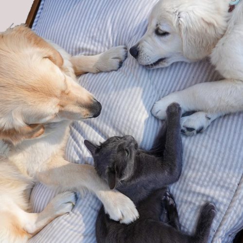 Why Dogs and Cats Don’t Get Along