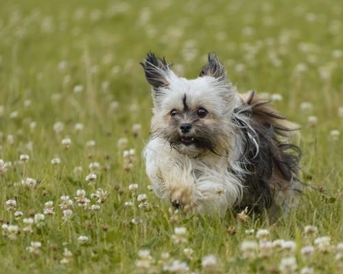 havanese dog running in the field