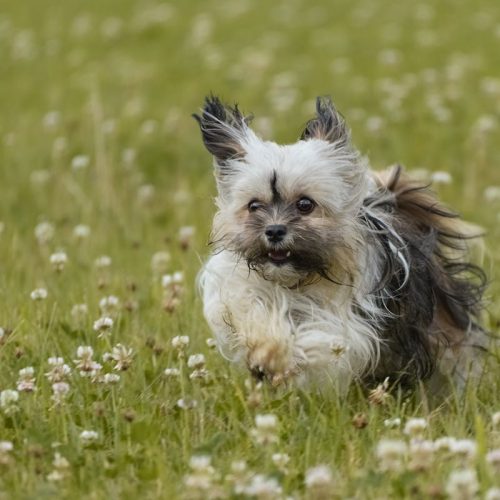 havanese dog running in the field