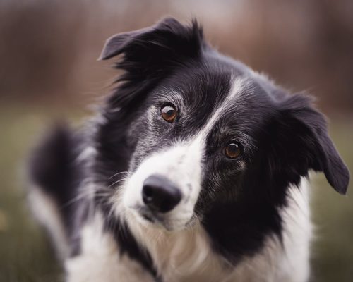 Border Collie Dog Breed – A Complete Guide to Owning This Breed