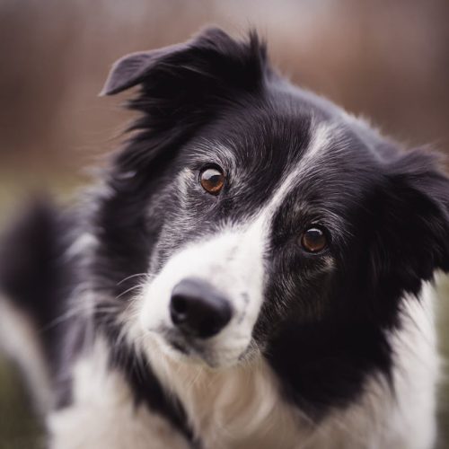 Border Collie Dog Breed – A Complete Guide to Owning This Breed