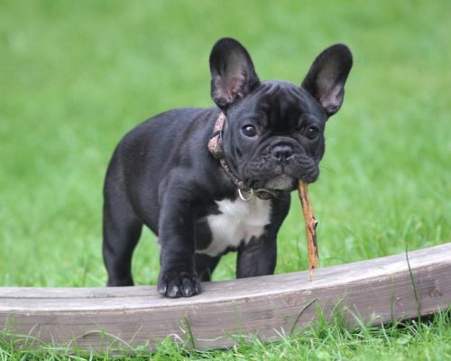 French Bulldog Breed: Everything You Need To Know