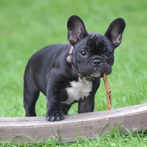 French Bulldog Breed: Everything You Need To Know