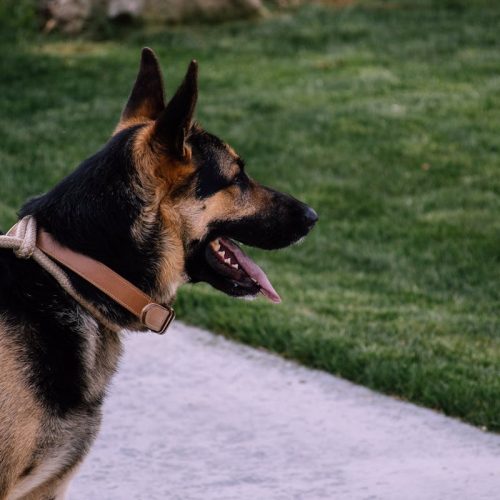 German Shepherds: Origins, Temperament, Health, and Facts