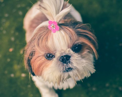 Shih Tzu – Everything You Need to Know About Owning this Breed