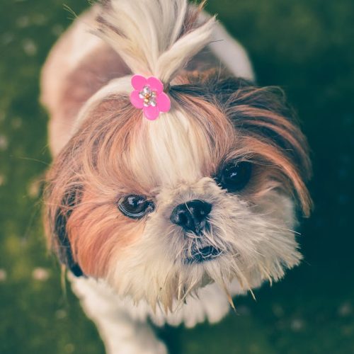 Shih Tzu – Everything You Need to Know About Owning this Breed