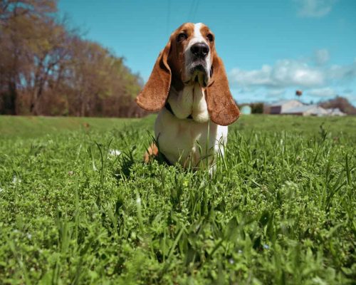 Basset Hounds: Care, Grooming and Everything You Need to Know