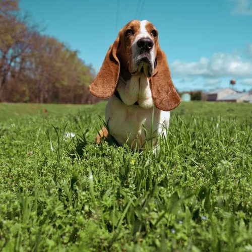 Basset Hounds: Care, Grooming and Everything You Need to Know