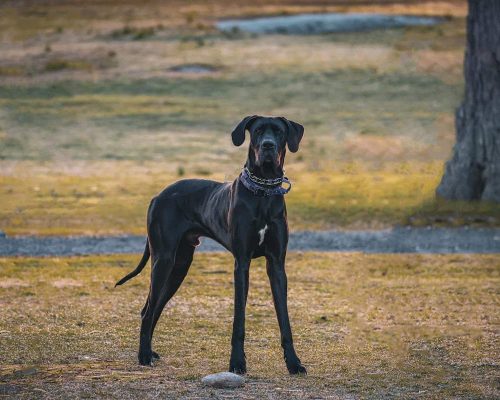 The Great Dane – Temperament, Grooming and Care