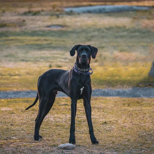 The Great Dane – Temperament, Grooming and Care