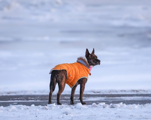 5 Easy Ways to Keep Your Dog Happy and Calm This Winter